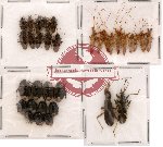 Scientific lot no. 9 Heteroptera (33 pcs)