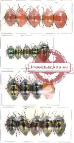 Scientific lot no. 11 (Scutellarinae A2) (19 pcs)