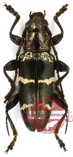 Tmesisternus schaumi obscurus