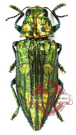 Chrysodema (s.str.) arrogans (A-)