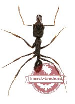 Formicidae sp. 41 (10 pcs)