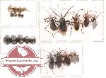 Scientific lot no. 12 Heteroptera (23 pcs)