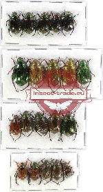 Scientific lot no. 69 Rutelinae (20 pcs)