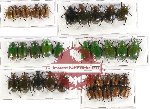 Scientific lot no. 79 Rutelinae (35 pcs)