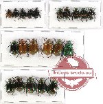 Scientific lot no. 75 Rutelinae (21 pcs A2)