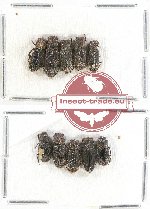 Scientific lot no. 323 Coprophaga (Euparini) (10 pcs)