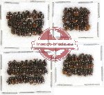 Scientific lot no. 325 Coprophaga (Onthophagus spp.) (76 pcs)