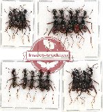 Scientific lot no. 26A Cicindelidae (Neocollyris spp.) (19 pcs - 4 pcs A2)