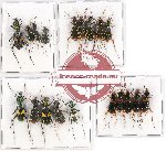 Scientific lot no. 30 Cicindelidae (19 pcs)