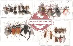Scientific lot no. 14 Heteroptera (A2) (27 pcs)