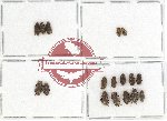 Elmidae sc. lot no. 11 (17 pcs)