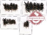 Scientific lot no. 17 Lucanidae (17 pcs A-, A2)