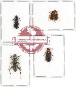 Scientific lot no. 37 Cleridae (5 pcs - 1 pc A2)