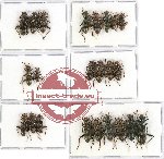 Scientific lot no. 38 Cleridae (Omadius spp.) (23 pcs - 12 pcs A2)