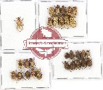 Scientific lot no. 49A Hopliinae (24 pcs - 8 pcs A2)