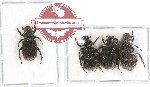 Scientific lot no. 8 Cetoniinae (Clinterocera scabrosa) (4 pcs - 3 pcs A2)