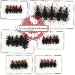 Scientific lot no. 188 Carabidae (30 pcs - 10 pcs A2)