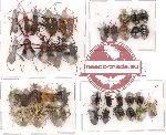 Scientific lot no. 15 Heteroptera ( some A2) (37 pcs)
