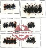 Scientific lot no. 189 Carabidae (26 pcs - 3 pcs A2)