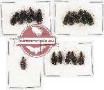 Scientific lot no. 195 Carabidae (16 pcs)