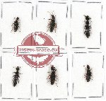 Scientific lot no. 66A Staphylinidae (6 pcs)
