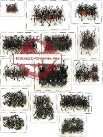 Scientific lot no. 224A Curculionidae (large spp.) (90 pcs - 36 pcs A-, A)
