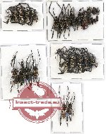 Scientific lot no. 230 Curculionidae (28 pcs - 10 pcs A2)