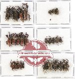Scientific lot no. 234 Curculionidae (28 pcs)