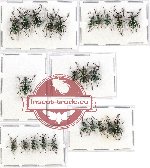 Scientific lot no. 236 Curculionidae (24 pcs - 8 pcs A2)