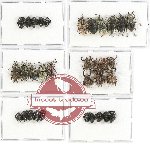 Scientific lot no. 232 Curculionidae (33 pcs)