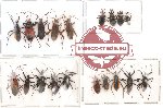 Scientific lot no. 16 Heteroptera (19 pcs)