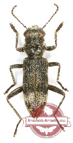 Omadius sp. 24