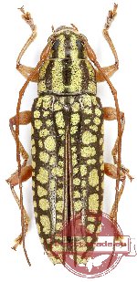 Tmesisternus fulgens