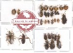 Scientific lot no. 17 Heteroptera (31 pcs)