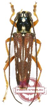 Glenea nicanor Pascoe, 1867 (A2)