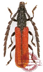 Pyrestes sp. 6 (10 pcs)