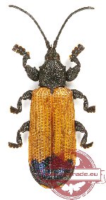 Chrysomelidae sp. 47