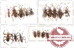 Scientific lot no. 18 Heteroptera (17 pcs)