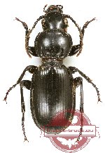 Pterostichus (Sterocorax) globosus pecoudi