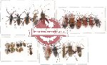Scientific lot no. 19 Heteroptera (A2) (26 pcs)