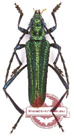 Podanychroma moratiae