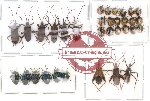 Scientific lot no. 20 Heteroptera (33 pcs)