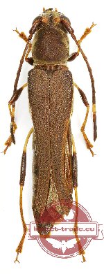 Thranius solomonensis Gressitt, 1954