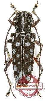 Glenea lachrymosa Pascoe, 1867 (A-)