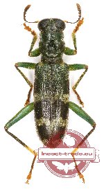 Omadius sp. 25