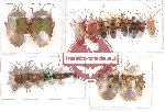 Scientific lot no. 21 (A2) Heteroptera (18 pcs)
