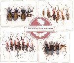 Scientific lot no. 22 Heteroptera (A2) (21 pcs)
