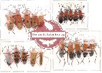 Scientific lot no. 24 Heteroptera (A2) (20 pcs)