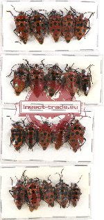 Scientific lot no. 198A Heteroptera (20 pcs A-, A2)