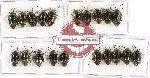 Scientific lot no. 199A Heteroptera (Scutellarinae) (20 pcs A-, A2)